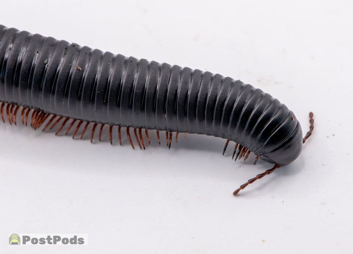Matt Black Millipedes ( Treptogonostreptus Intricatus)