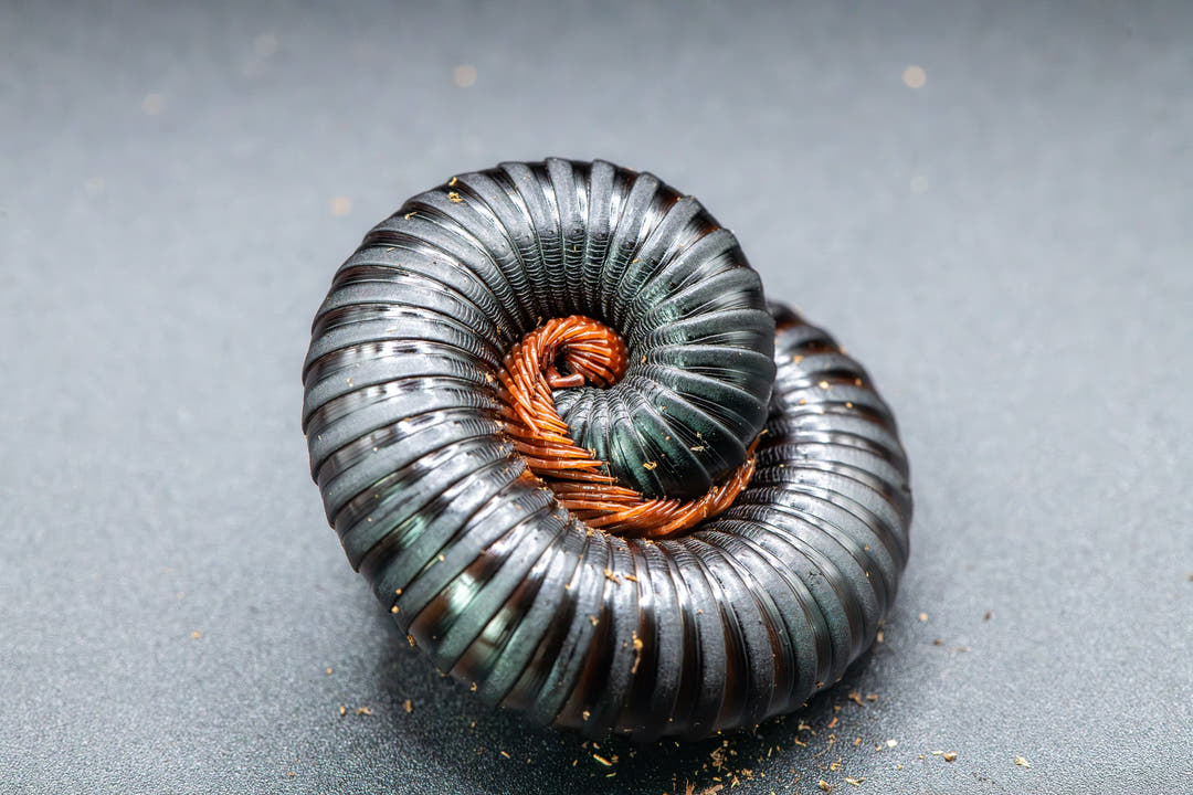 black millipede with orange legs curled up defensively 