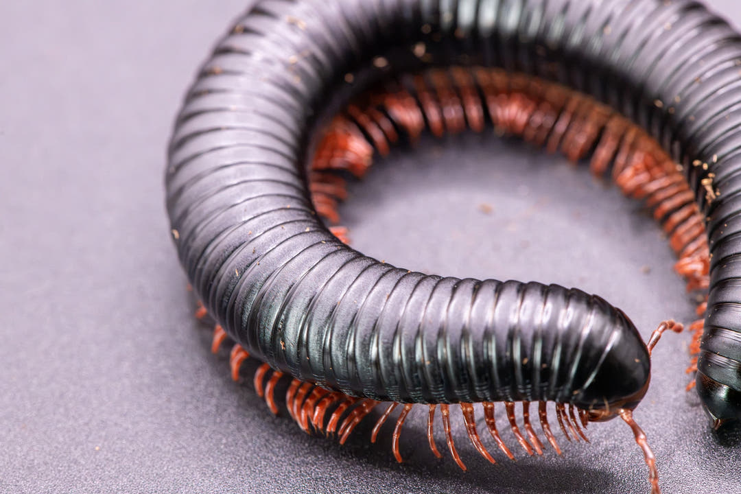 A Matt Black millipede coiled on a grey surface, deep black body lined with rows of rust-orange legs.