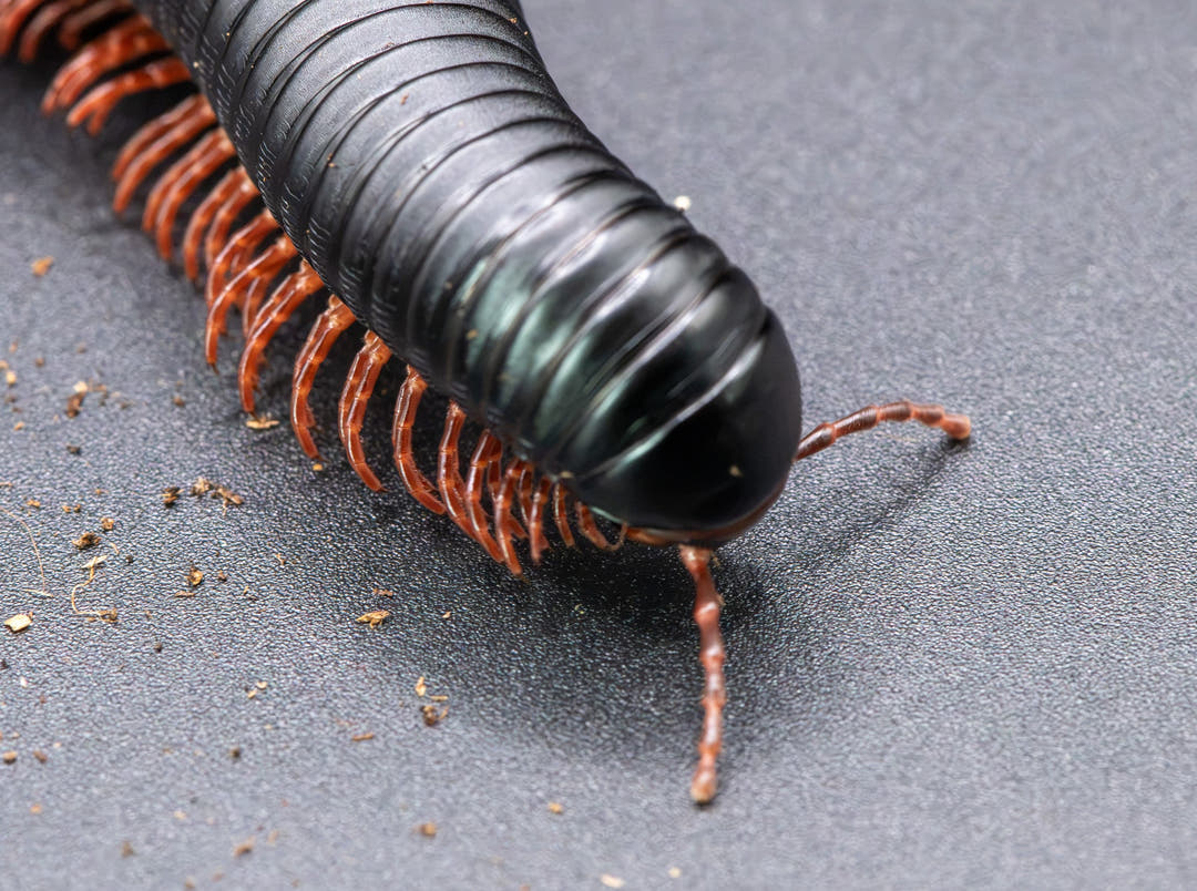 A close-up macro shot of a black millipede with reddish-brown legs on a dark grey textured surface.