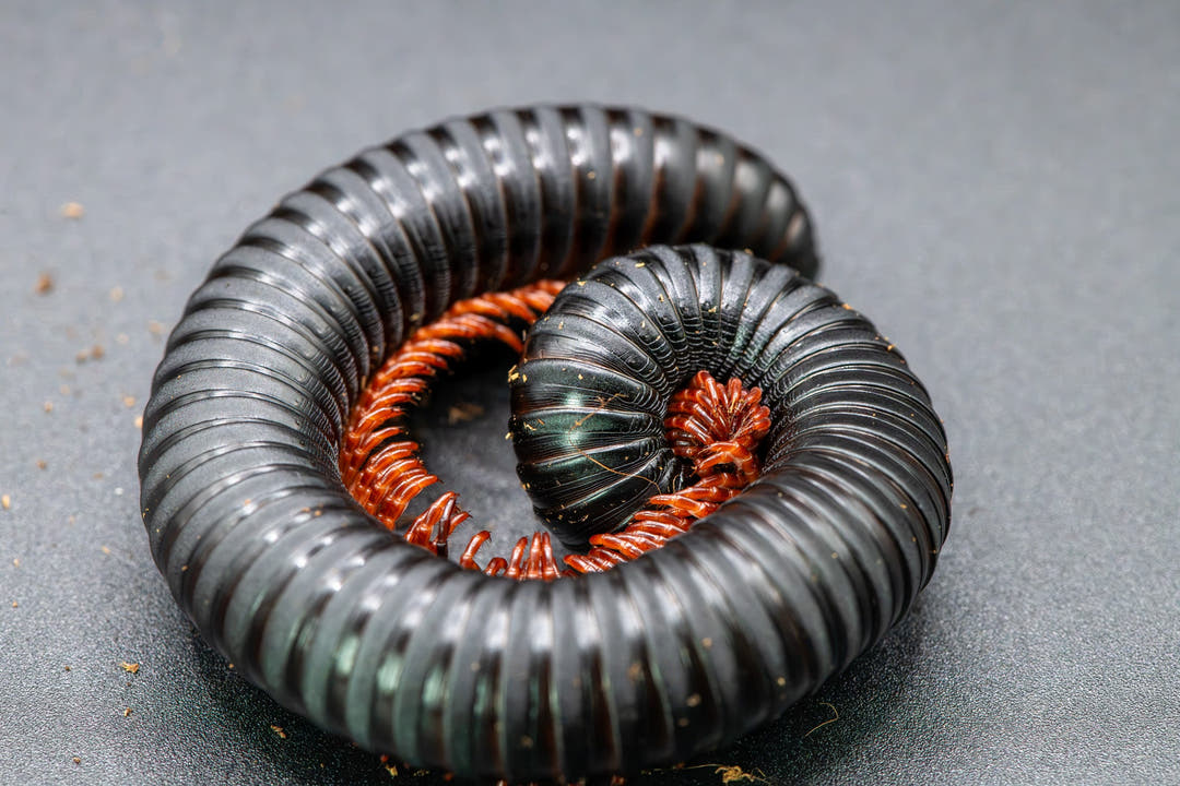 matt black body millipede with glossy segments and  burning orange legs