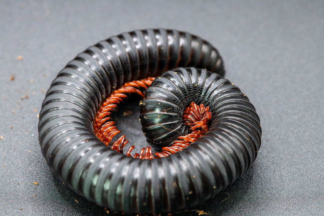 matt black body millipede with glossy segments and  burning orange legs