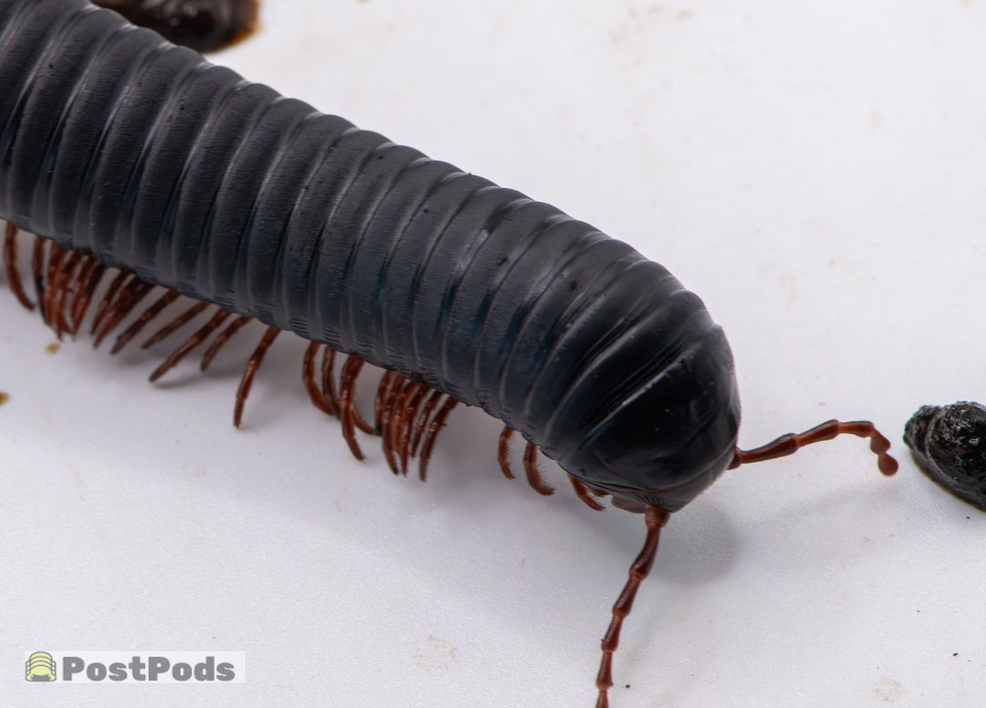 Matt Black Millipedes ( Treptogonostreptus Intricatus)