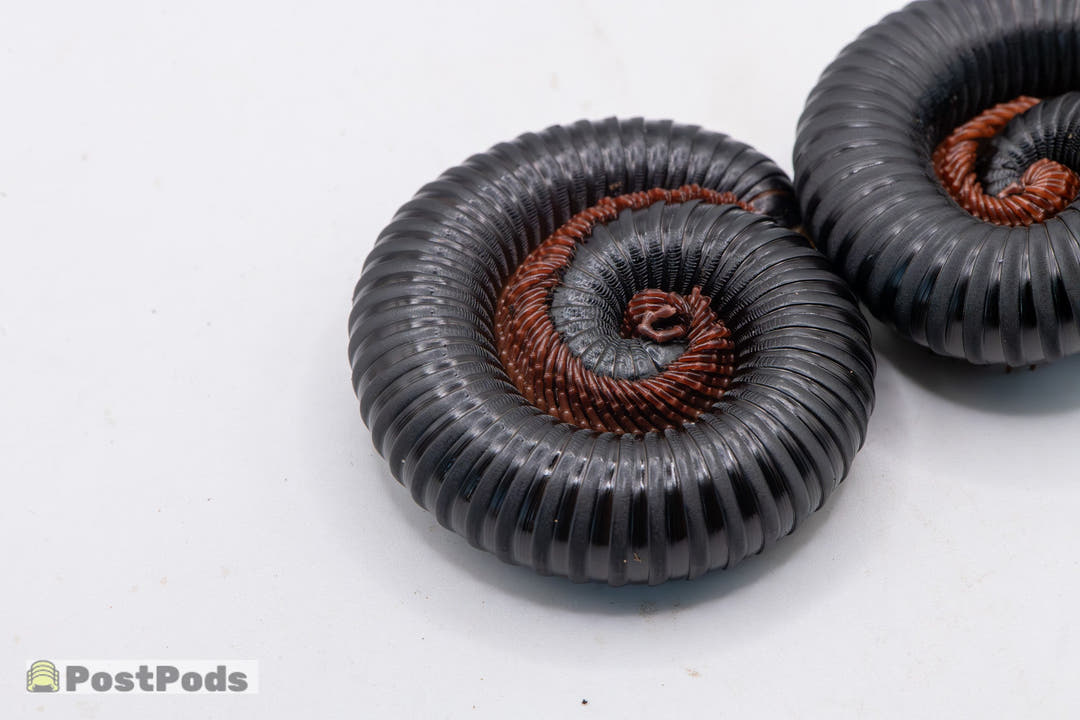 A coiled Matt Black millipede with rust-red legs in the centre of the spiral, a second one beside it.