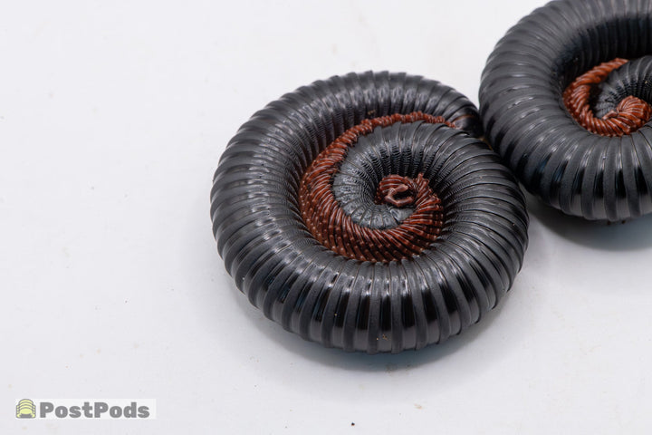 Matt Black Millipedes ( Treptogonostreptus Intricatus)