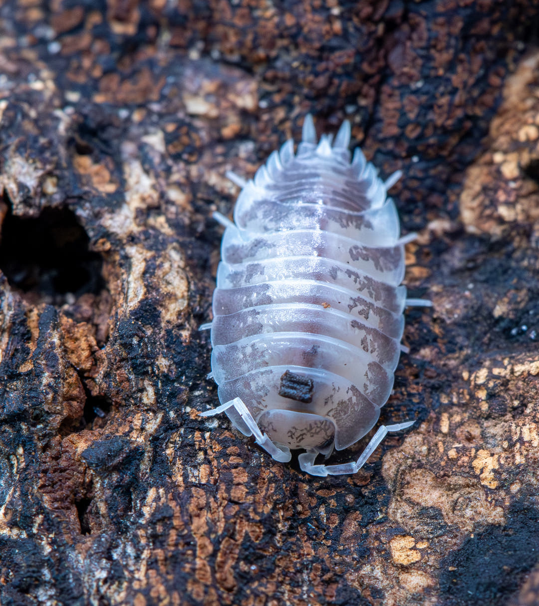 Milk Back isopod, Porcellio laevis, creamy white markings over a smooth grey body