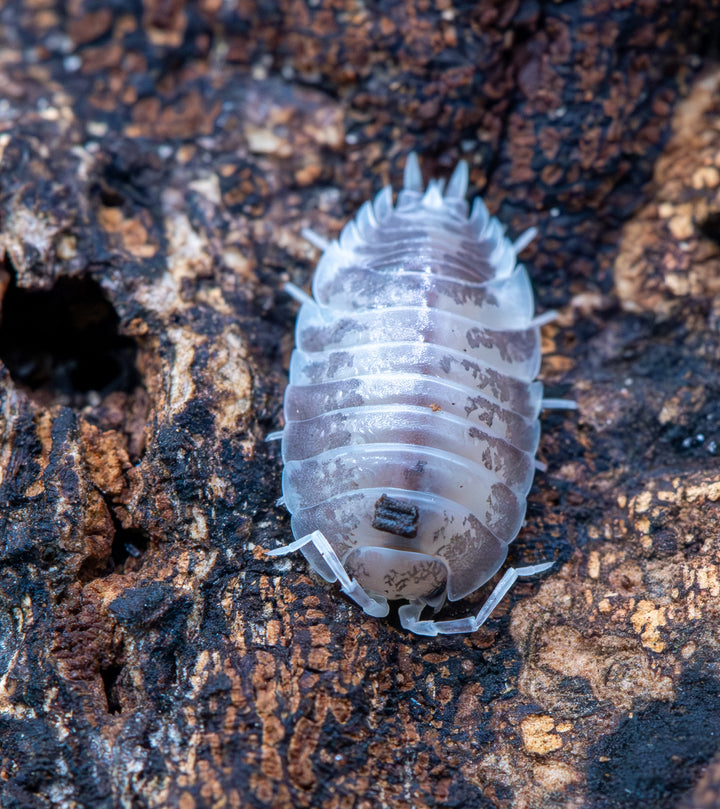 Porcellio Laevis Milk Back Isopods