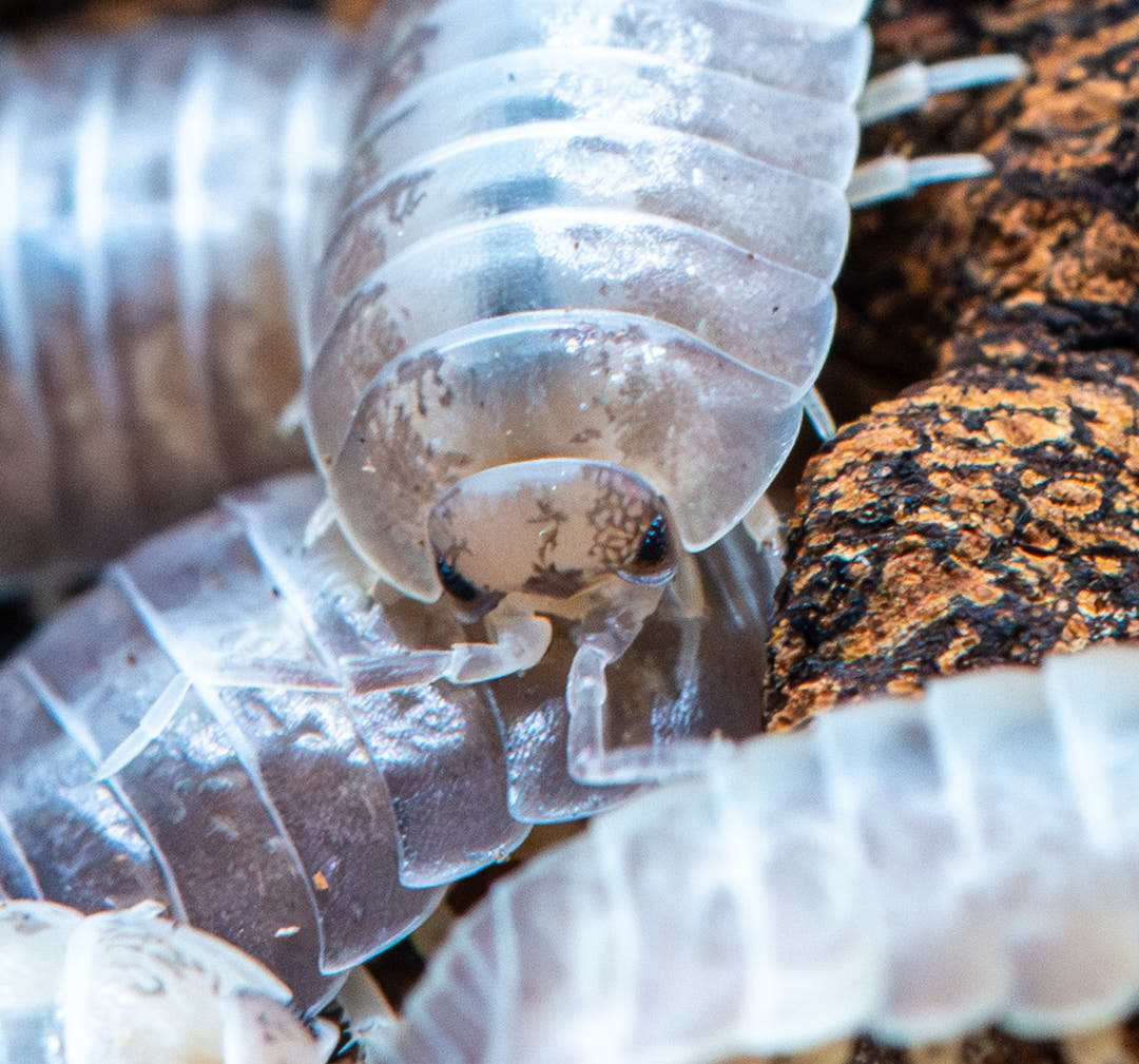 Porcellio laevis &
