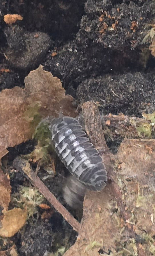 Armadillidium milky way isopod for sale