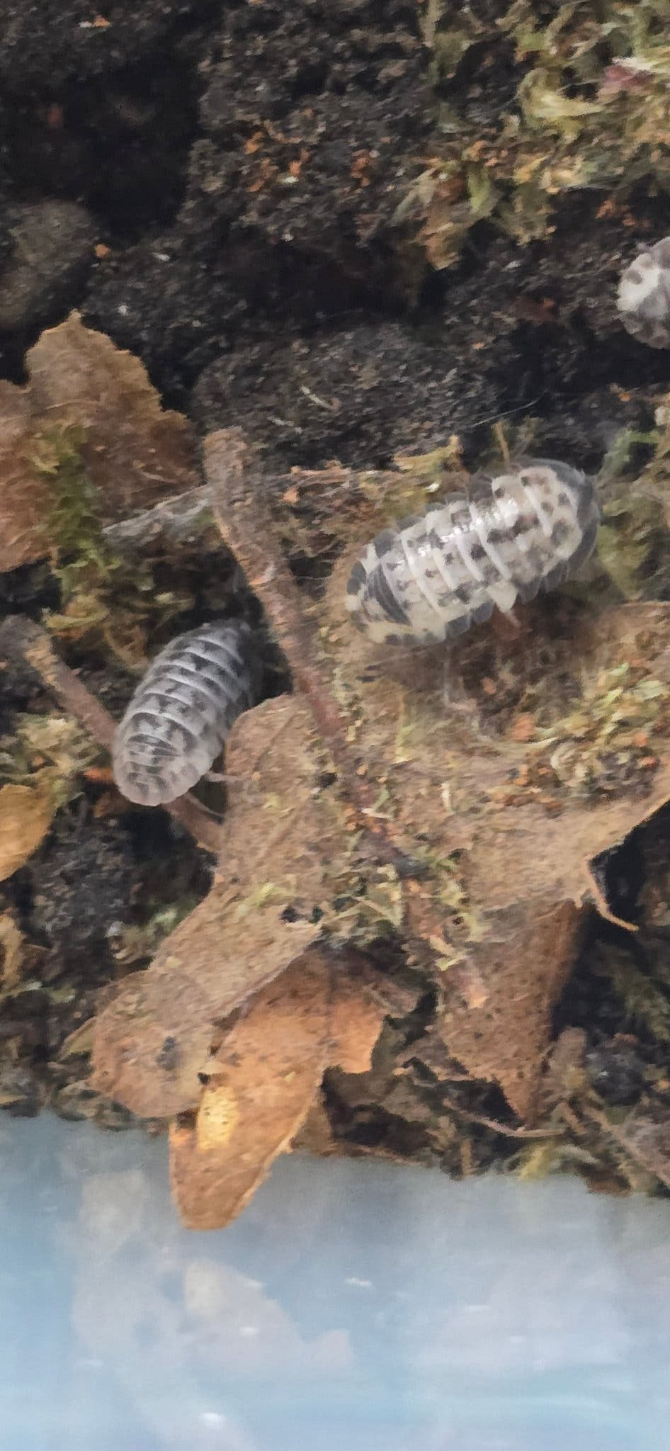 Armadillidium milky way isopod