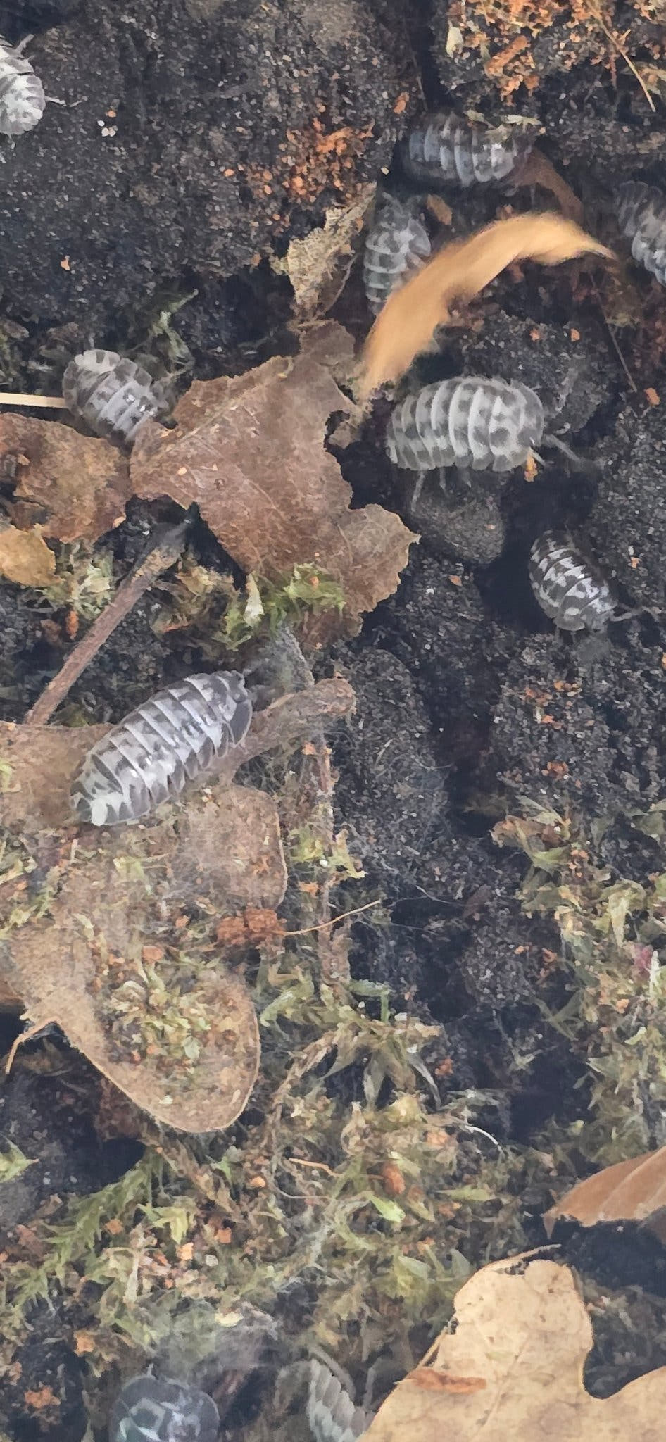 milky way isopods for sale