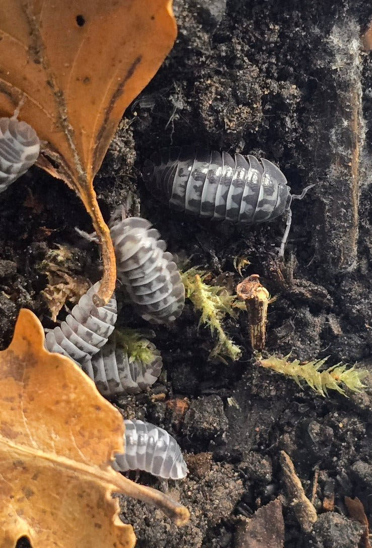 gestroi milky way isopods