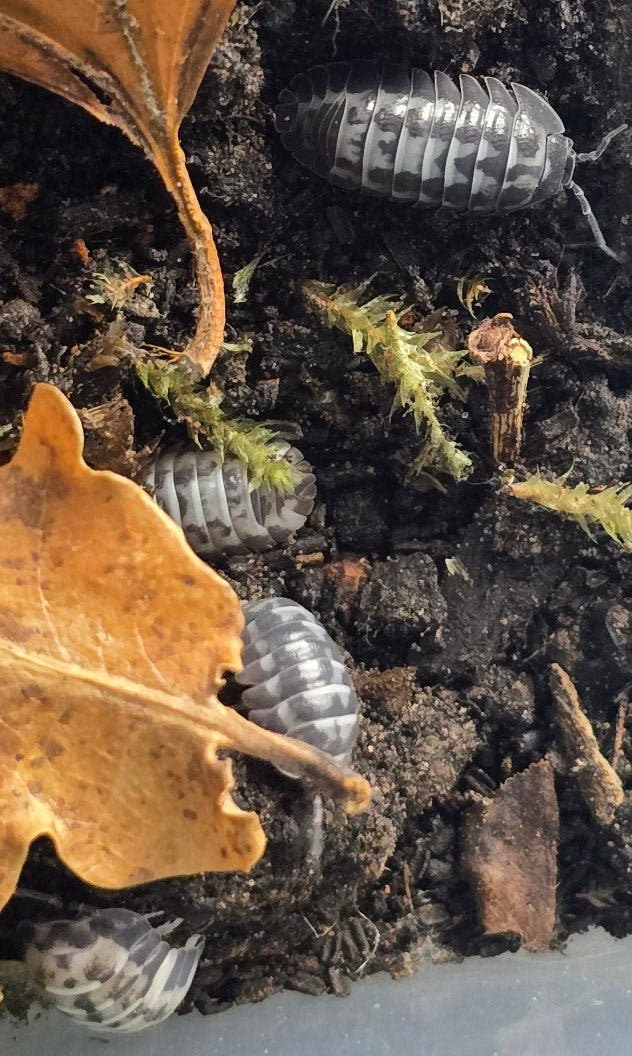 gestroi milky way isopods for sale