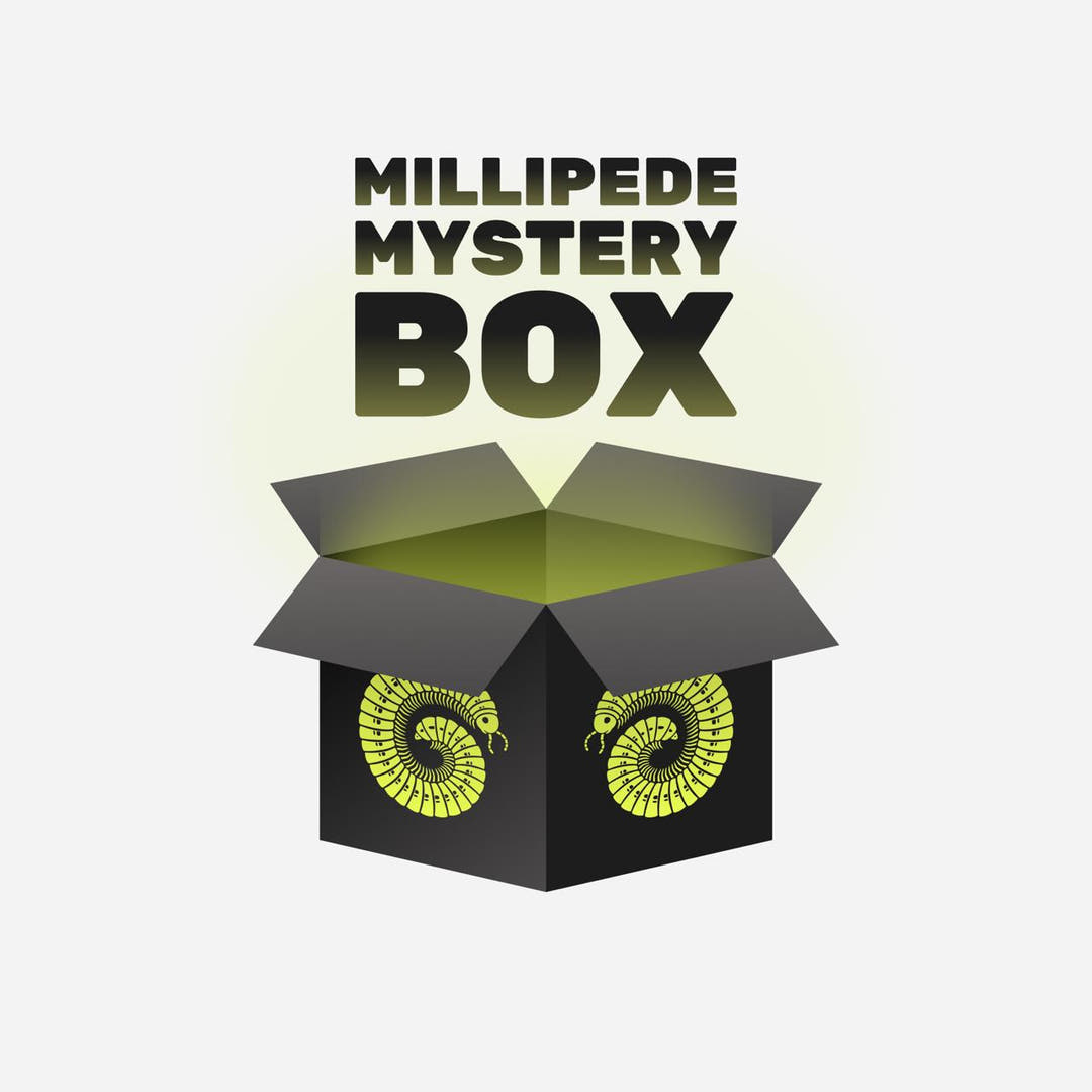 Graphic of an open black box with a coiled lime green millipede drawn on each side and the words Millipede Mystery Box above.