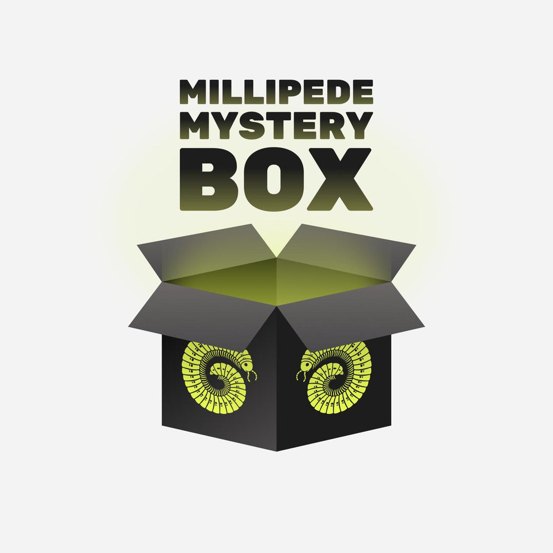 Millipede Mystery Box for Sale