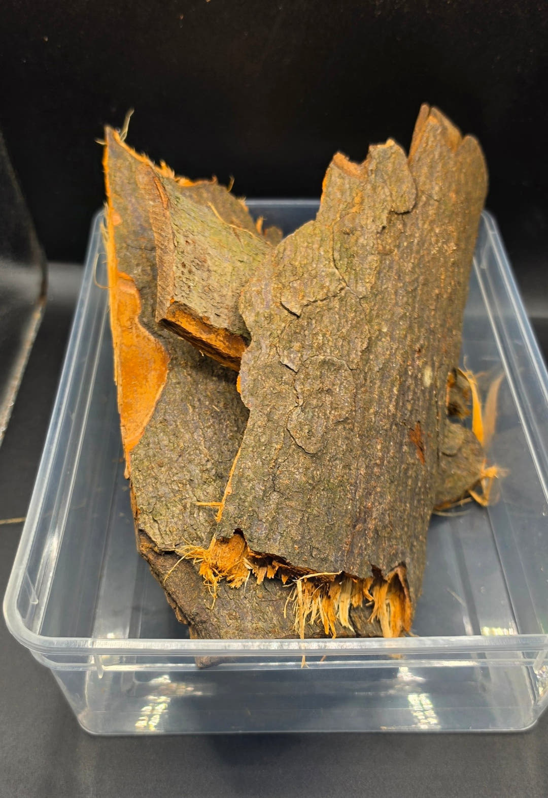 Curved pieces of bark standing upright in a clear plastic tub, dark mossy faces with orange frayed edges.
