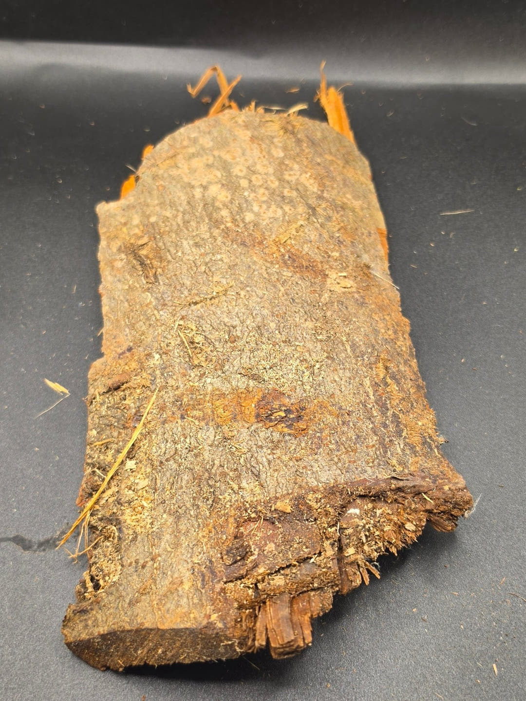 A single long flat of brown bark on a dark grey background, dusted with pale lichen and bits of straw.