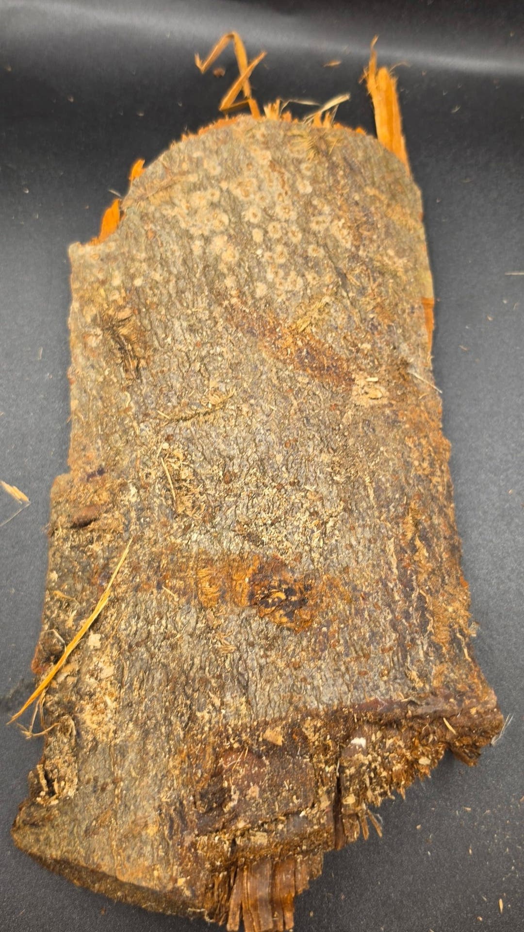 One thick bark flat on a dark background, its grey-brown surface covered in small pale warty spots.