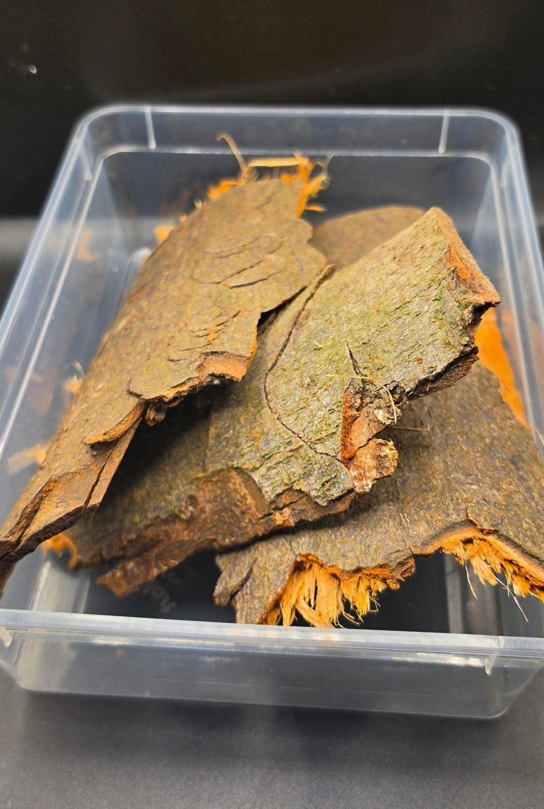 Bark flats lying stacked in a clear plastic tub, mottled green and brown with orange fibrous undersides.
