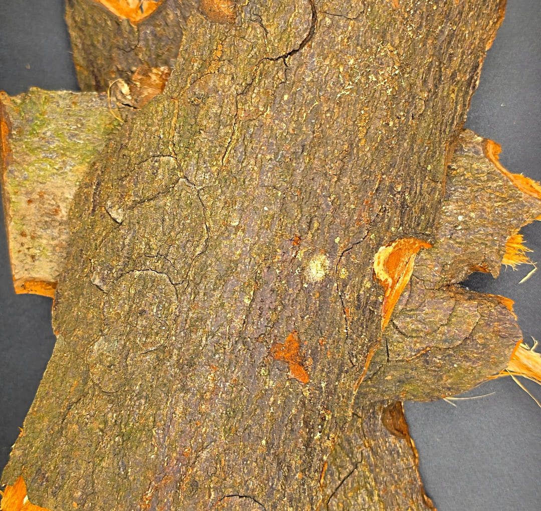 Close view of bark flats filling the frame, cracked green-brown surface with bright orange patches beneath.