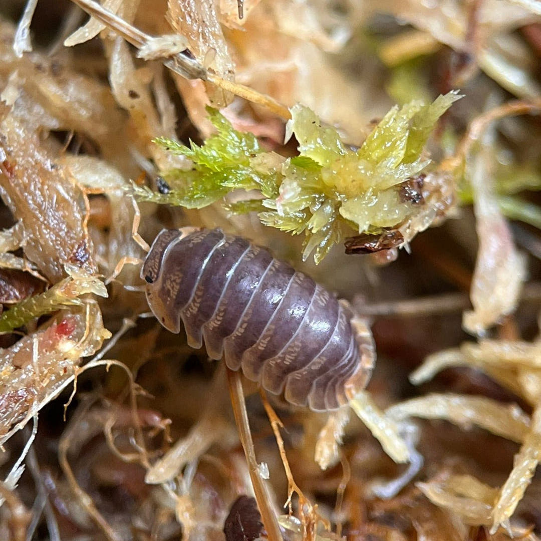 cubaris miyako isopods