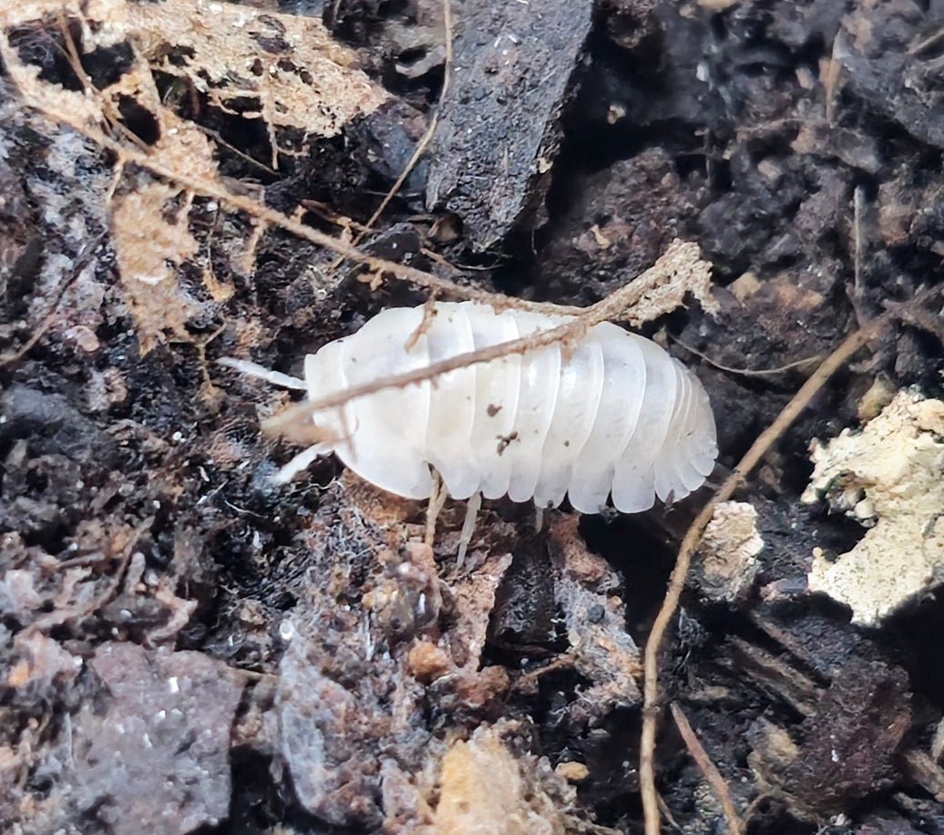 moby dick isopods