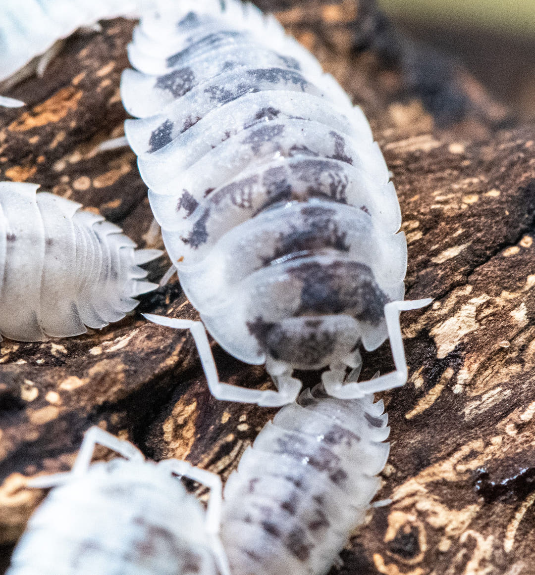 moo cow isopod