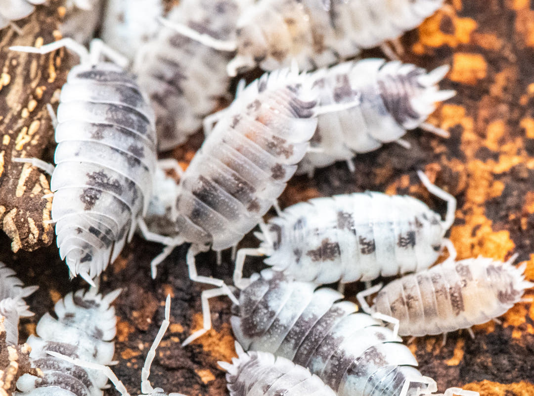 moo cow isopods