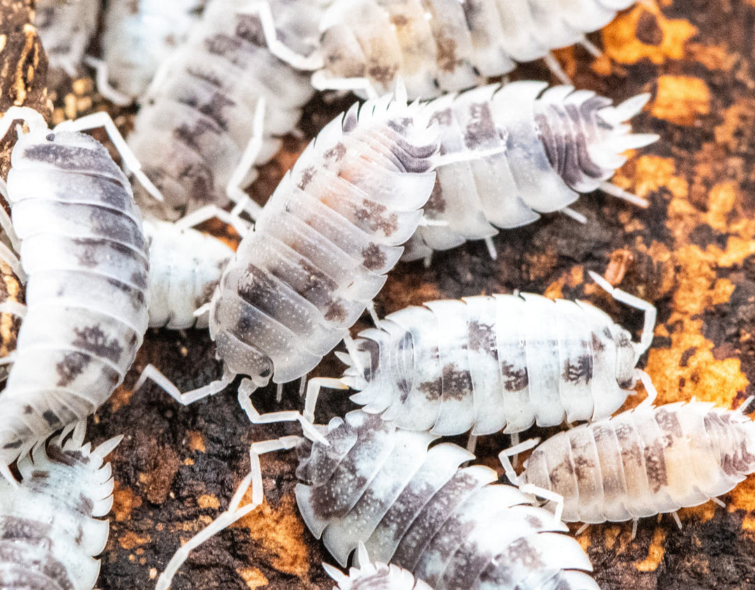 moo cow isopods