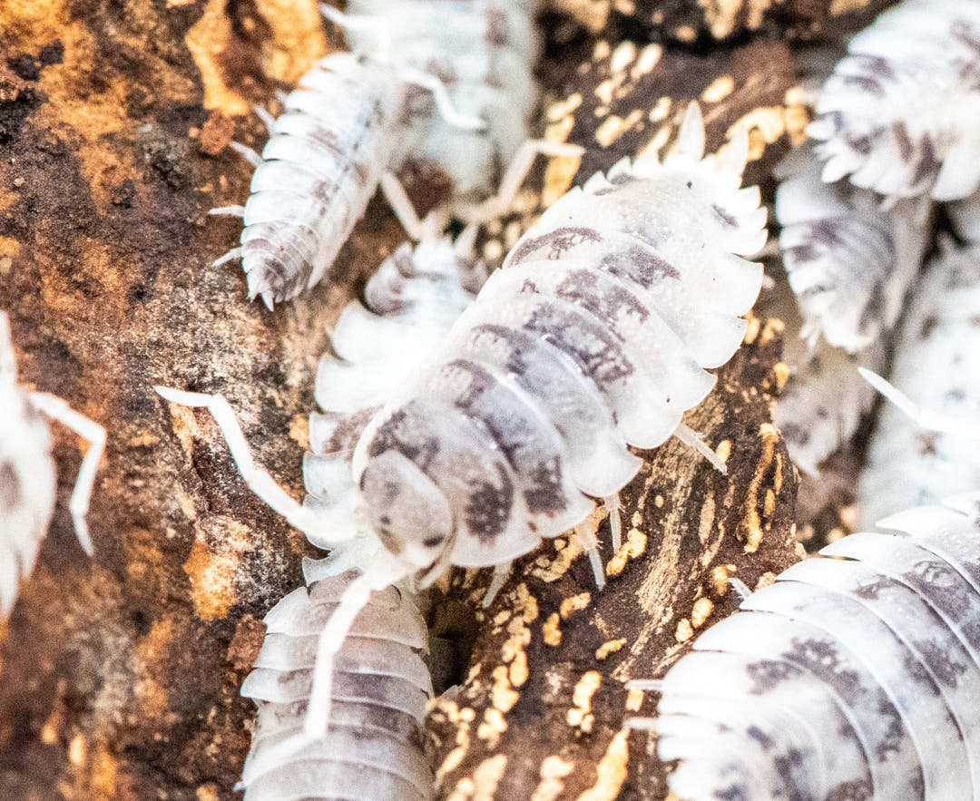 moo cow isopod