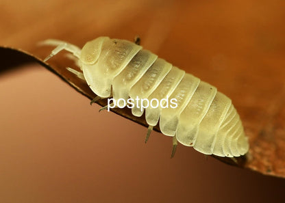 murina glacier isopod