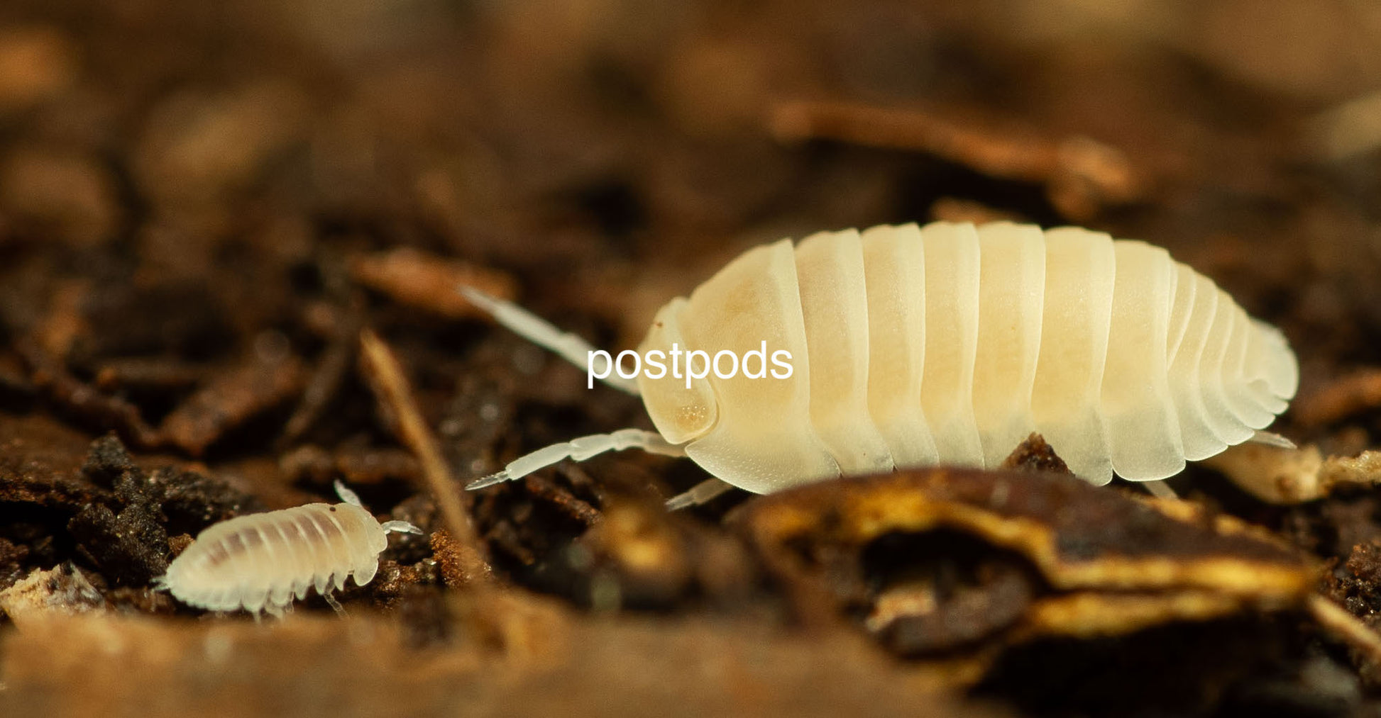 murina glacier isopods