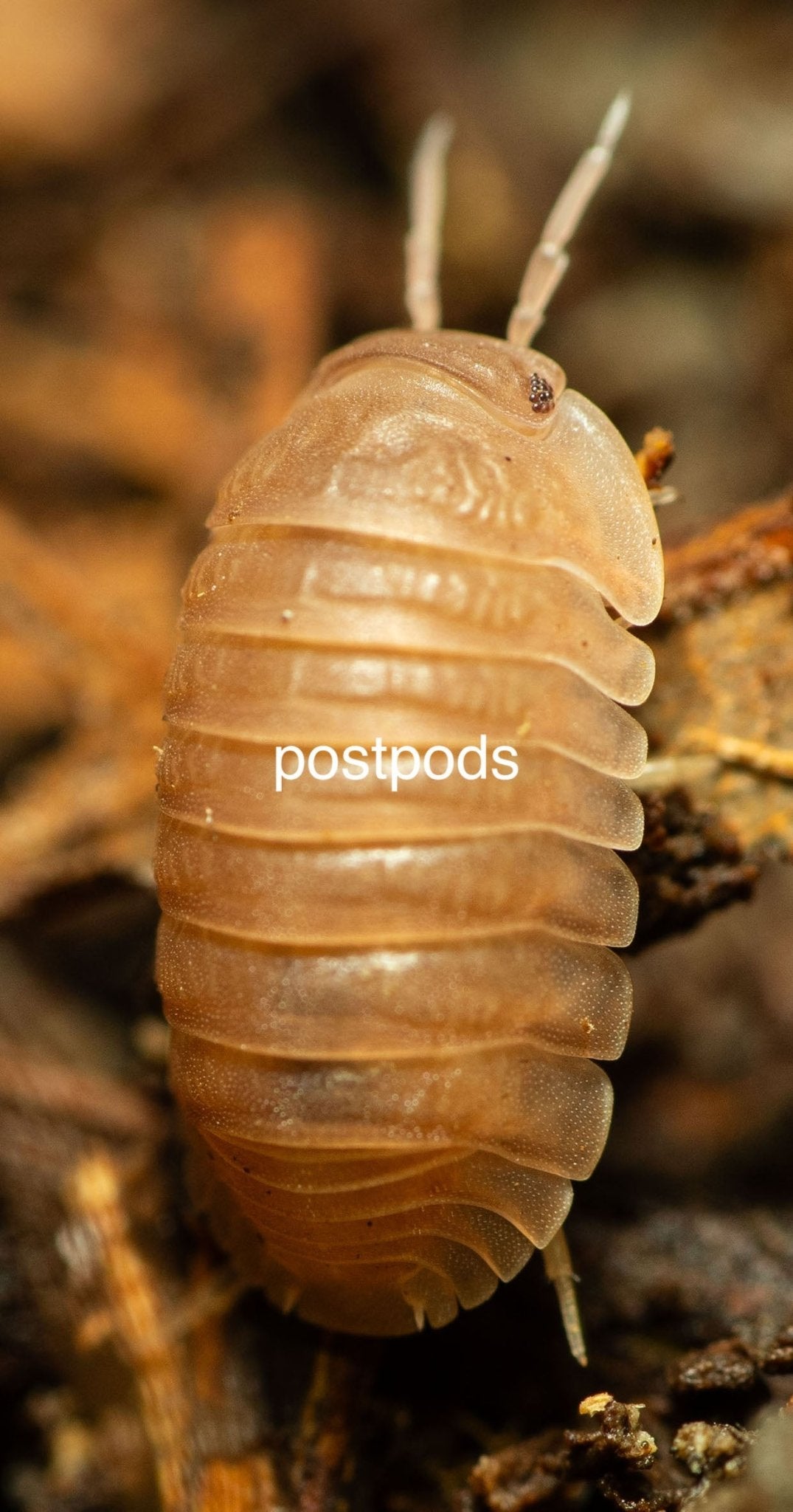 murina papaya isopod