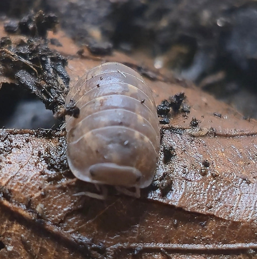 Nakar Isopods (Fillipinodillo sp)