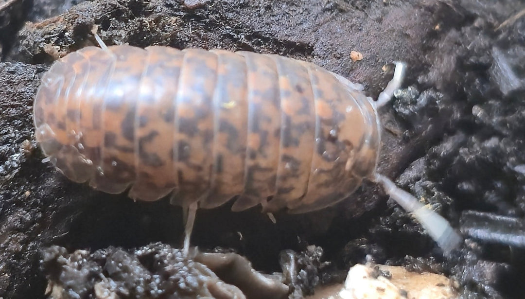 Nakar Isopods (Fillipinodillo sp)