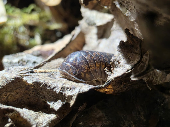 Nakar Isopods (Fillipinodillo sp) - Isopods For Sale UK | PostPods