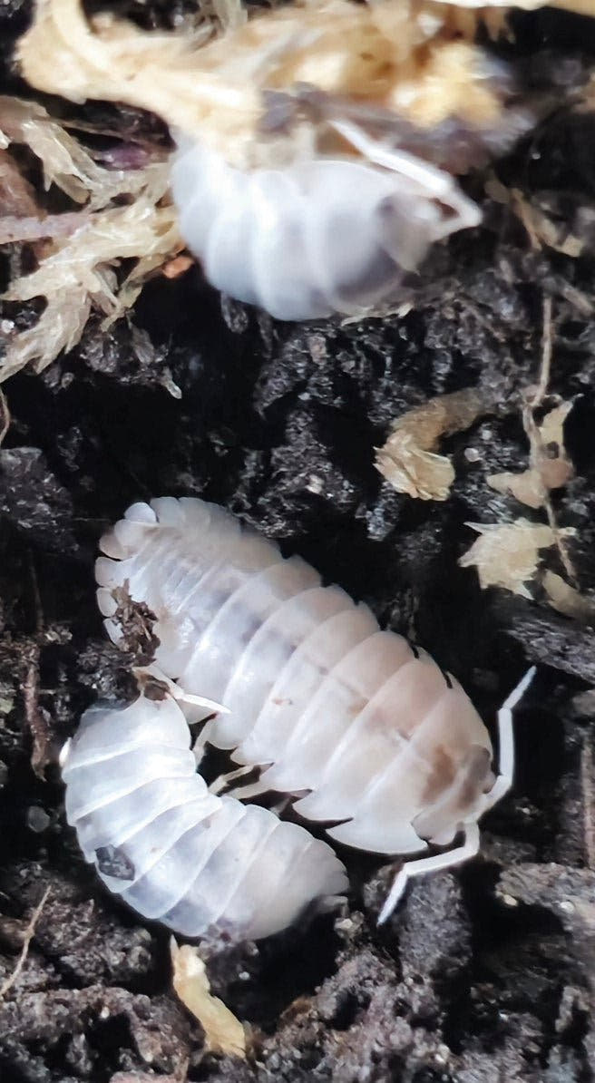 nasatum Dalmatian Isopods