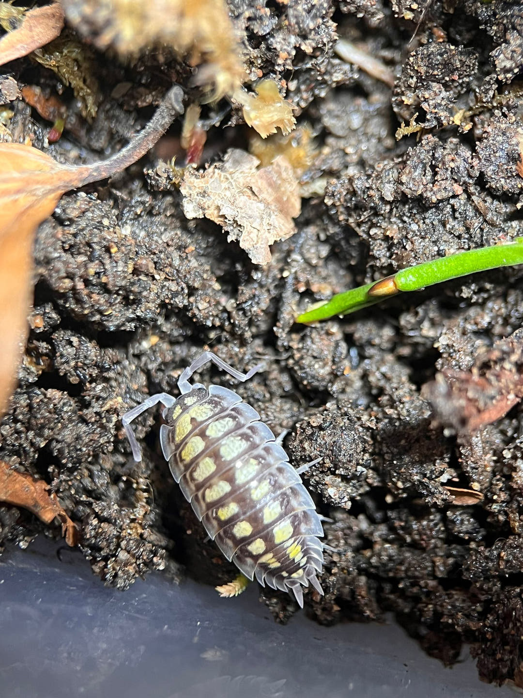 haasi high yellow isopod