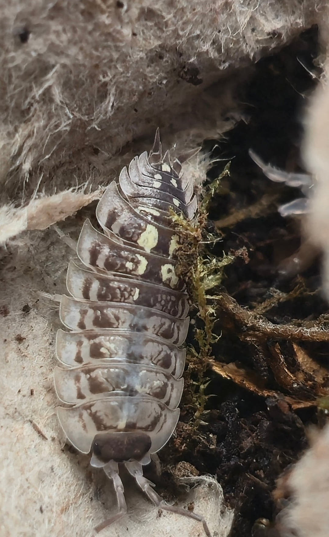 Oniscus Asellus Occidentalis Isopods