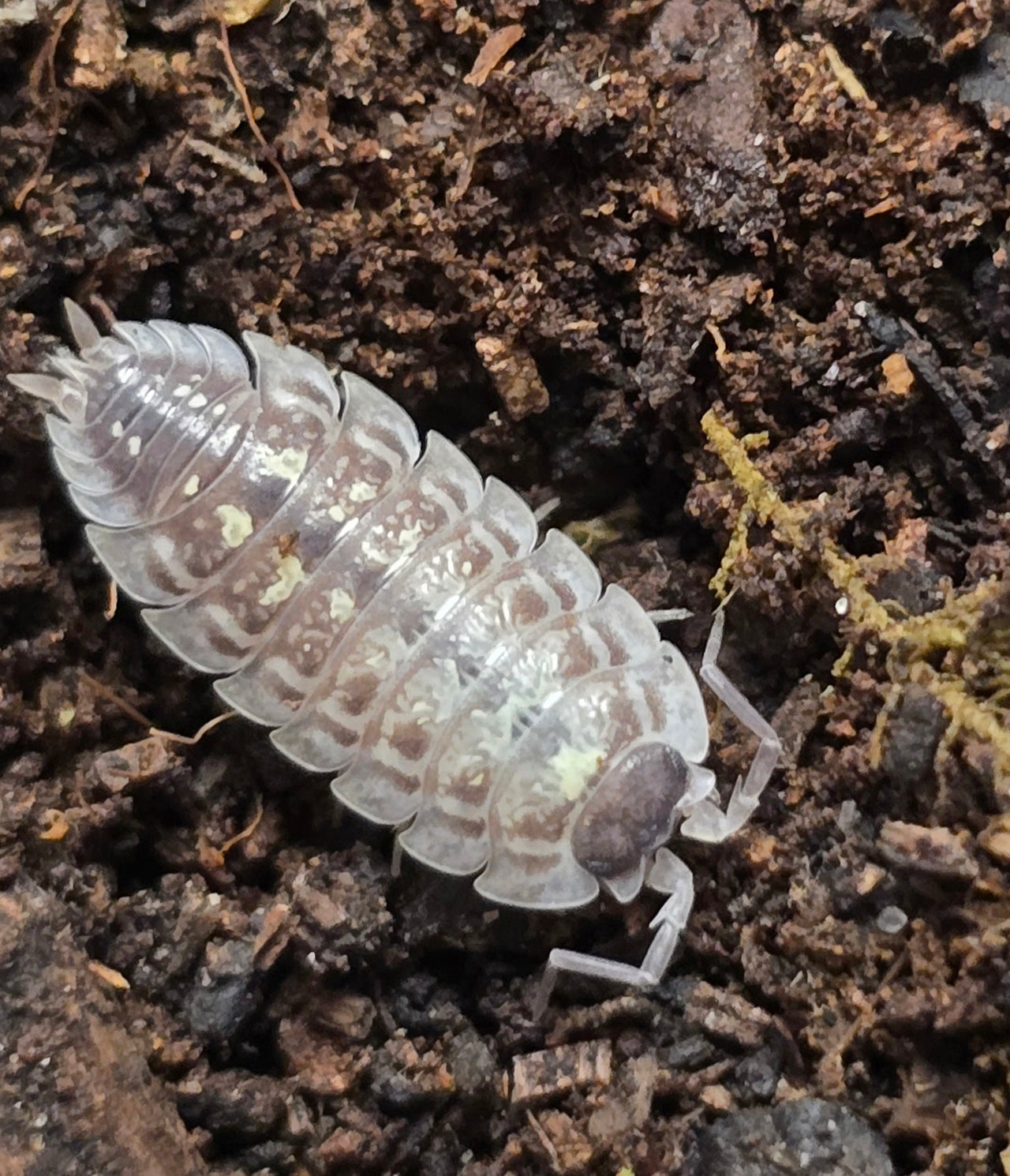 Oniscus Asellus Occidentalis Isopods