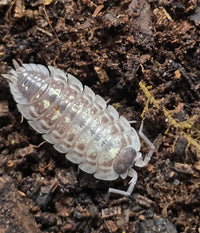 Oniscus Asellus Occidentalis Isopods