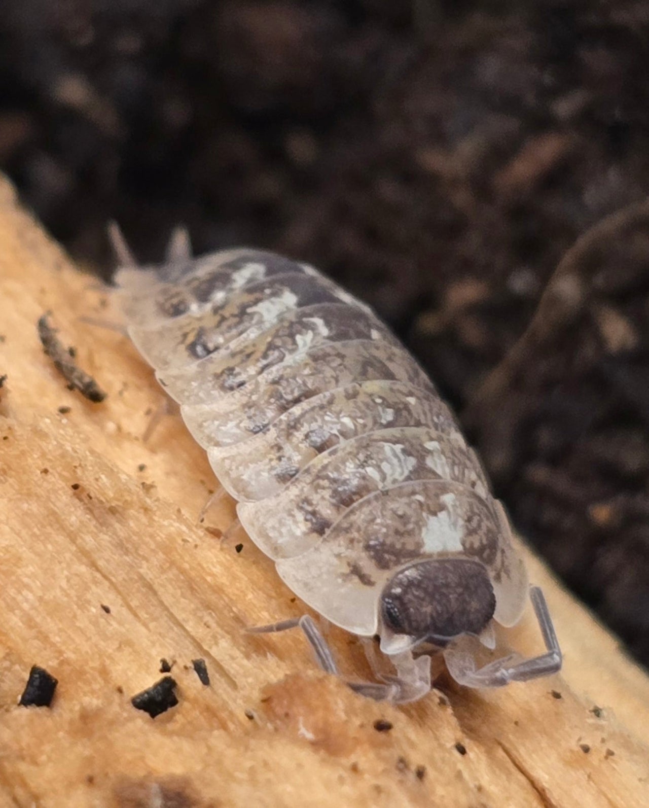 Oniscus Asellus Occidentalis Isopods