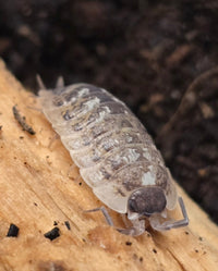 Oniscus Asellus Occidentalis Isopods