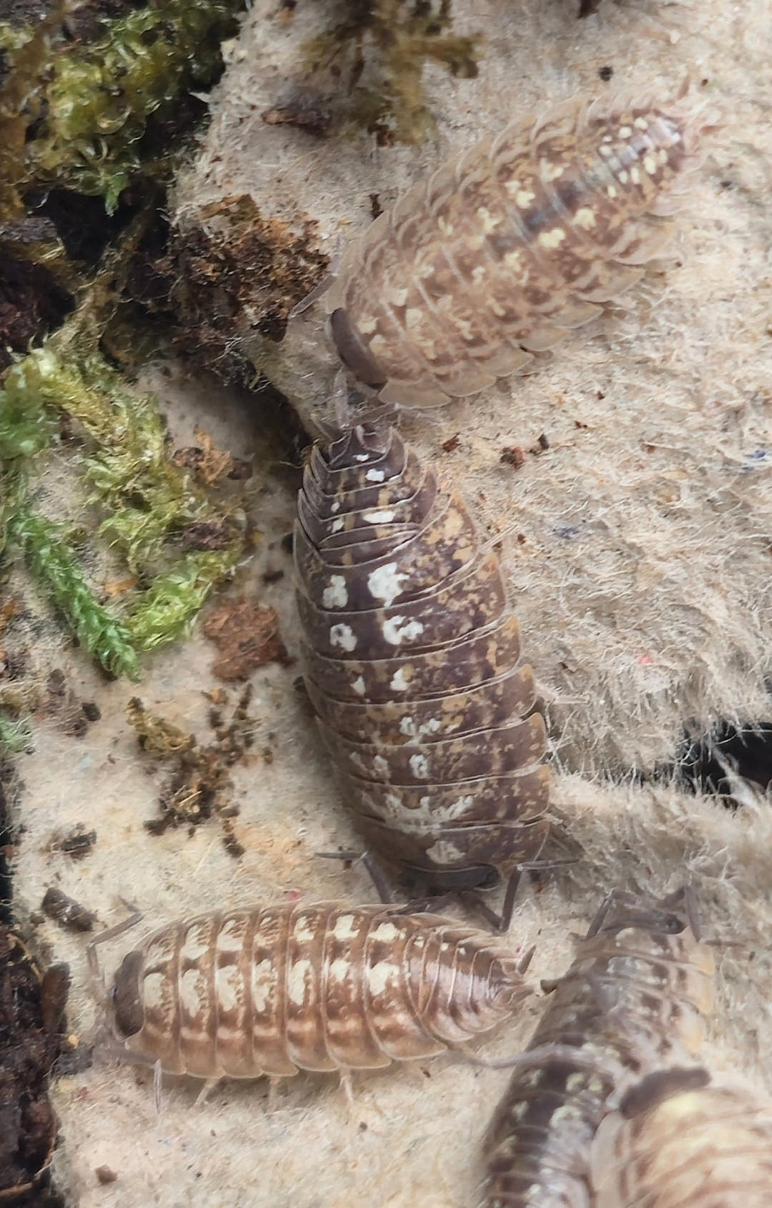 Oniscus Asellus Occidentalis Isopods