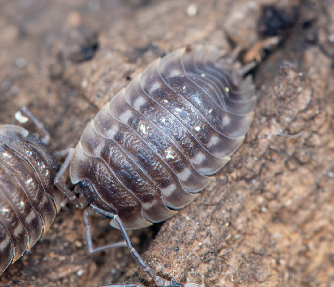 Oniscus Lusitanus Portugal Isopods