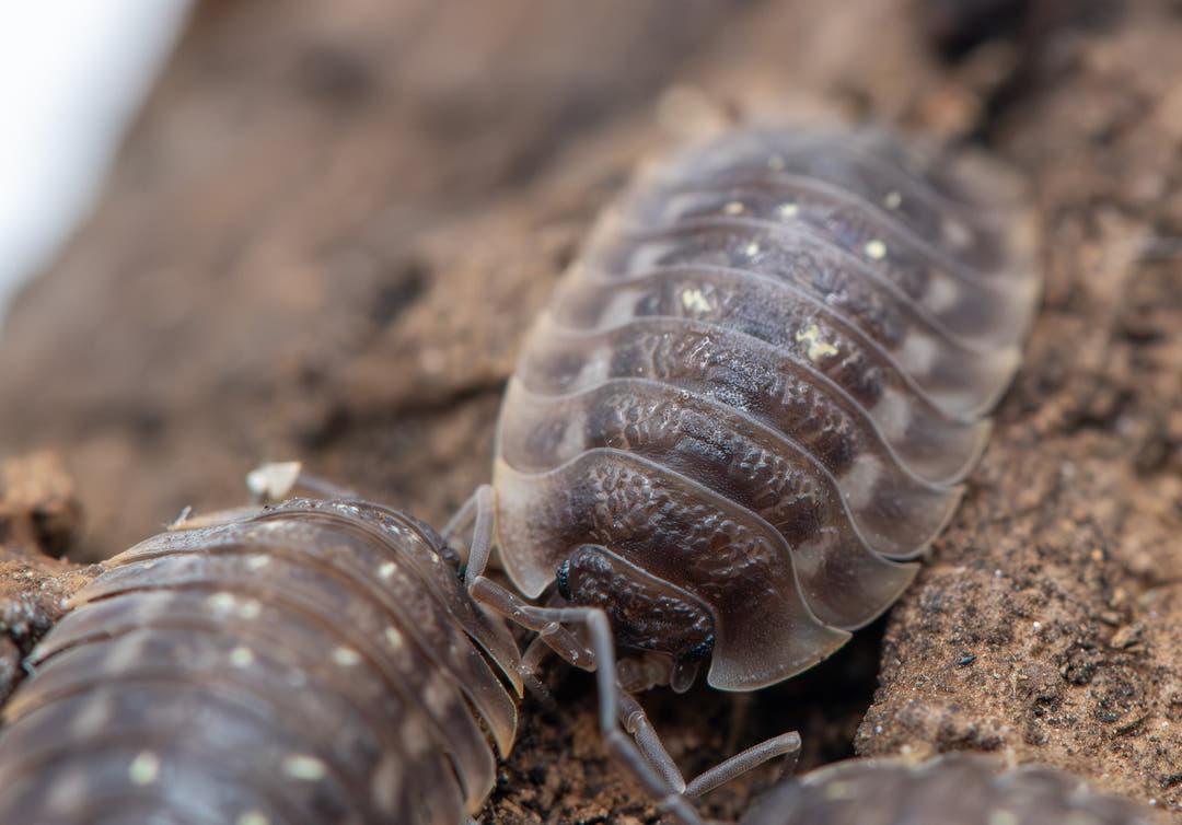 Oniscus Lusitanus Portugal Isopods