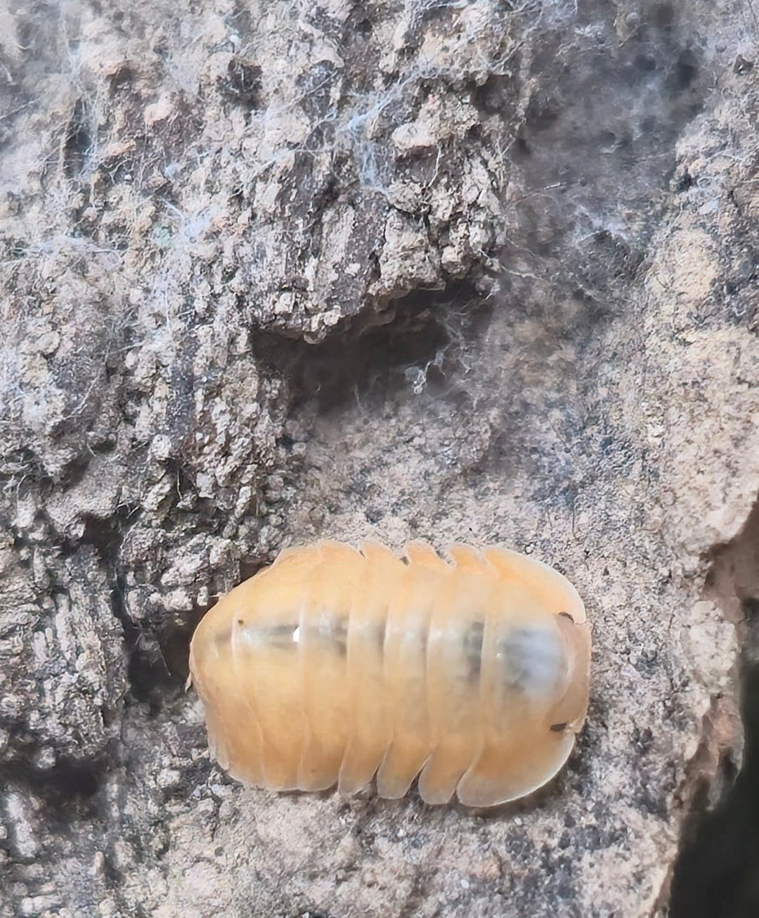 Orange Freezy Isopods (Cubaris sp.)