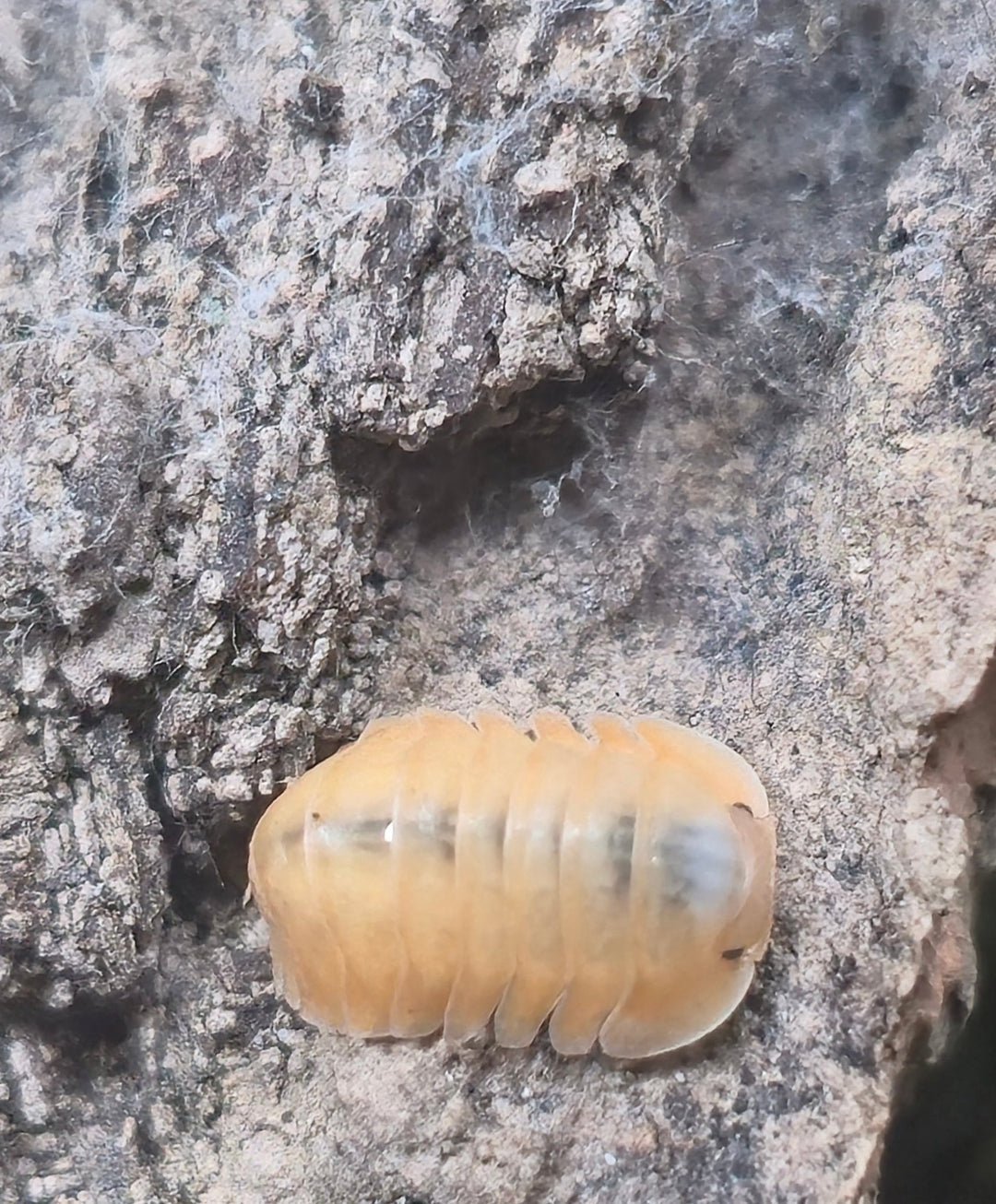 Orange Freezy Isopods (Cubaris sp.) - Isopods For Sale UK | PostPods