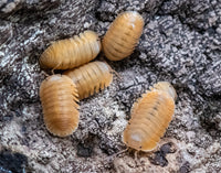orange freezay isopods