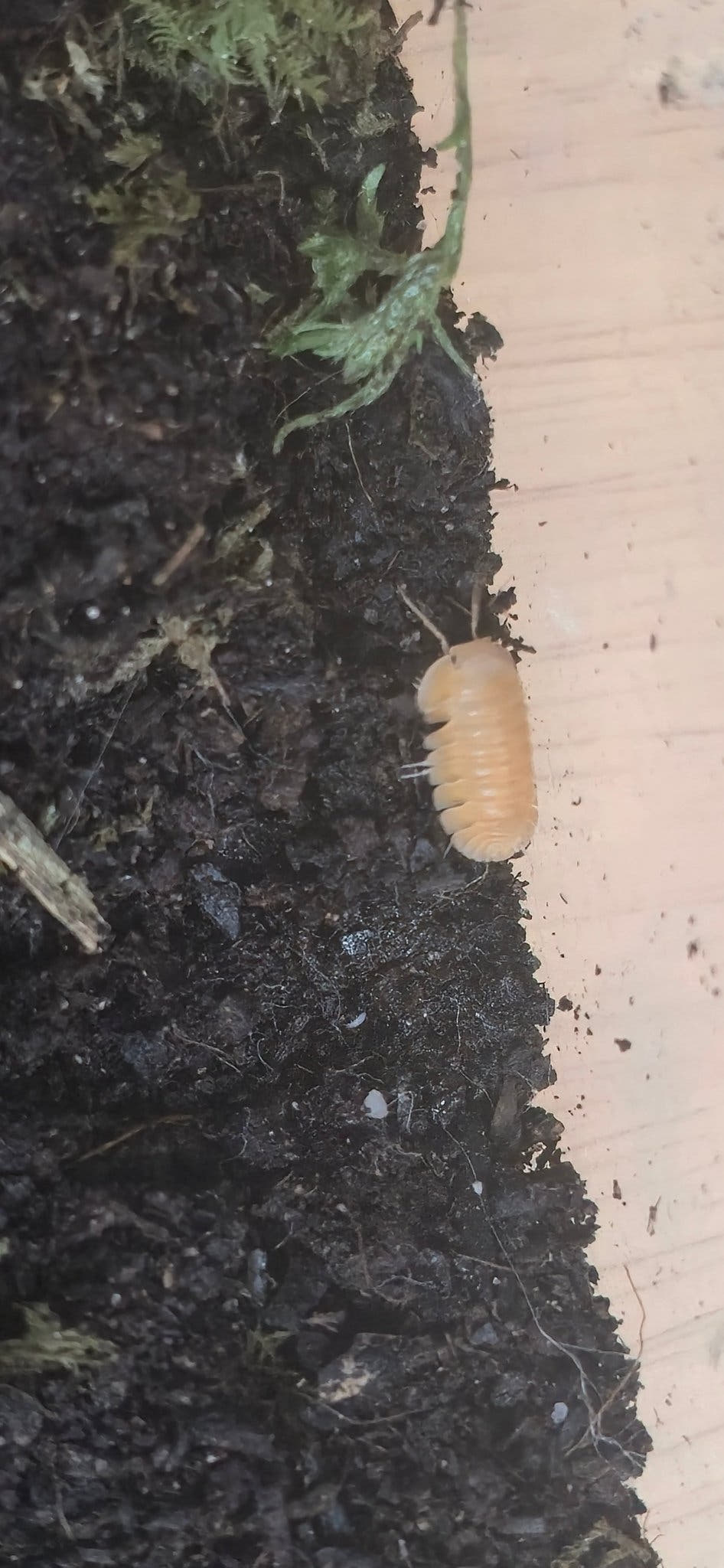 Orange Freezy Isopods (Cubaris sp.)